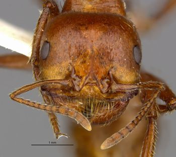 Media type: image;   Entomology 566607 Aspect: head frontal view